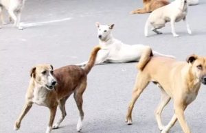 ਆਵਾਰਾ ਕੁੱਤਿਆਂ ਤੋਂ ਮੁਕਤ ਹੋਵੇ ਦਿੱਲੀ-NCR … ਸੁਪਰੀਮ ਕੋਰਟ ਦਾ ਵੱਡਾ ਫੈਸਲਾ – ਅੱਠ ਹਫ਼ਤਿਆਂ ‘ਚ ਸਾਰੇ ਡੌਗ ਸ਼ੈਲਟਰ ਹੋਮ ‘ਚ ਕਰੋ ਸ਼ਿਫਟ