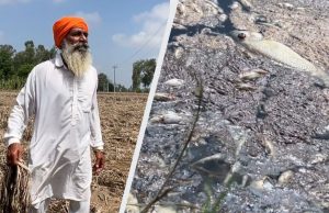 Ferozepur: ਮਰੀਆਂ ਮੱਛੀਆਂ ਦੀ ਬਦਬੂ, ਘਰਾਂ ‘ਚ ਤਰੇੜਾਂ ਤੇ ਫਸਲ ਦਾ ਨੁਕਸਾਨ… ਪਾਣੀ ਉਤਰਨ ਨਾਲ ਹੜ੍ਹ ਦੀ ਅਸਲੀ ਤਸਵੀਰ ਆਈ ਸਾਹਮਣੇ
