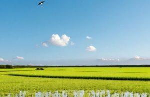 Weather Update: Punjab ‘ਚ ਅੱਜ ਮੌਸਮ ਰਹੇਗਾ ਸਾਫ਼, ਅਗਲੇ ਤਿੰਨ ਦਿਨ ਵੀ ਕੋਈ ਅਲਰਟ ਨਹੀਂ