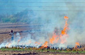 Punjab ‘ਚ ਨਹੀਂ ਰੁਕੇ ਪਰਾਲੀ ਜਲਾਉਣ ਦੇ ਮਾਮਲੇ, ਹੁਣ ਤੱਕ 62 ਕੇਸ ਆਏ ਸਾਹਮਣੇ, ਅੰਮ੍ਰਿਤਸਰ ‘ਚ ਸਭ ਤੋਂ ਵੱਧ