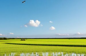 Punjab ਦੇ ਤਾਪਮਾਨ ਵਿੱਚ ਕੋਈ ਬਦਲਾਅ ਨਹੀਂ: ਹਵਾਵਾਂ ਨੇ ਬਦਲਿਆ ਰੁਖ, ਪ੍ਰਦੂਸ਼ਣ ਦੇ ਪੱਧਰ ‘ਚ ਆਈ ਕਮੀ