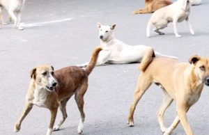 Ludhiana: ਇੱਕ ਹੀ ਪਰਿਵਾਰ ਦੇ 7 ਮੈਂਬਰਾਂ ‘ਚ ਰੇਬੀਜ਼ ਦੇ ਲੱਛਣ, ਪੀਜੀਆਈ ਕੀਤਾ ਗਿਆ ਰੈਫਰ