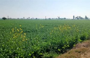 Punjab Weather: ਪੰਜਾਬ ਦਾ ਤਾਪਮਾਨ ਆਮ ਨਾਲੋਂ ਵੱਧ, ਮੌਸਮ ਦਾ ਕੋਈ ਅਲਰਟ ਨਹੀਂ