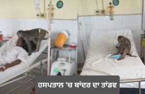 Abohar ਦੇ ਹਸਪਤਾਲ ‘ਚ ਬਾਂਦਰ ਦਾ ਤਾਂਡਵ, ਮਰੀਜ਼ਾਂ ਅਤੇ ਡਾਕਟਰਾਂ ‘ਚ ਪਈਆਂ ਭਾਜੜਾਂ; ਕਈਆਂ ਨੂੰ ਕੀਤਾ ਜ਼ਖ਼ਮੀ