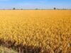 Punjab ‘ਚ ਅੱਜ ਮੌਸਮ ਰਹੇਗਾ ਸਾਫ਼, ਜਾਣੋ ਆਉਣ 3 ਦਿਨਾਂ ਦਾ Weather Update