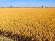 Punjab ‘ਚ ਅੱਜ ਮੌਸਮ ਰਹੇਗਾ ਸਾਫ਼, ਜਾਣੋ ਆਉਣ 3 ਦਿਨਾਂ ਦਾ Weather Update