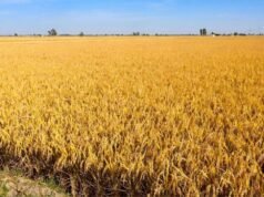 Punjab ‘ਚ ਅੱਜ ਮੌਸਮ ਰਹੇਗਾ ਸਾਫ਼, ਜਾਣੋ ਆਉਣ 3 ਦਿਨਾਂ ਦਾ Weather Update