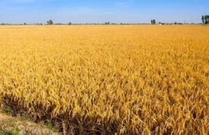 Punjab ‘ਚ ਅੱਜ ਤੇ ਆਉਣ ਵਾਲੇ 3 ਦਿਨ ਮੌਸਮ ਰਹੇਗਾ ਸਾਫ਼, ਥੋੜ੍ਹੇ ਹੀ ਦਿਨ ‘ਚ ਮੌਨਸੂਨ ਦੀ ਹੋਵੇਗੀ ਪੂਰੀ ਤਰ੍ਹਾਂ ਵਿਦਾਇਗੀ
